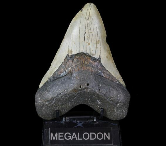 Massive, Megalodon Tooth - North Carolina #66096